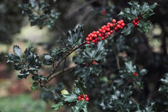 Ilex aquifolium